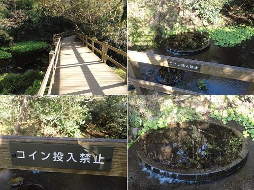 柿田川公園の湧水を眺めた様子