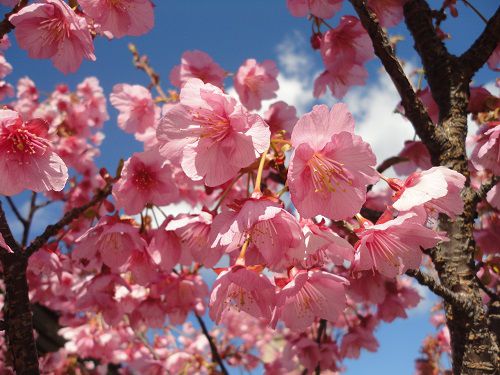 土肥桜：近づいて眺めた土肥桜の花々