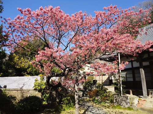 土肥桜：万福寺の境内にて見頃を迎えていた土肥桜