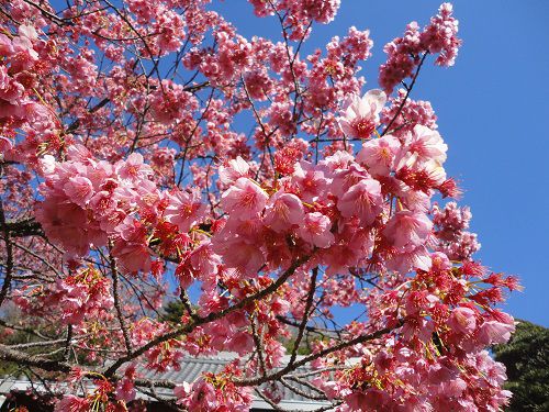 土肥桜：近寄って眺めた土肥桜の様子