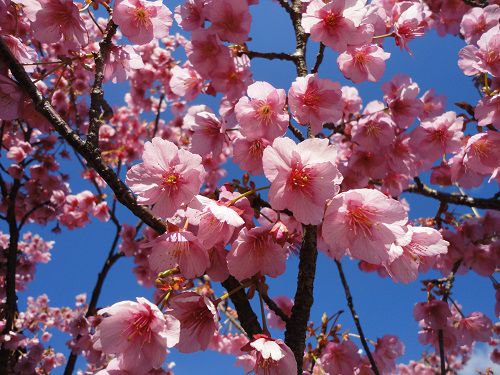 土肥桜：青空と土肥桜