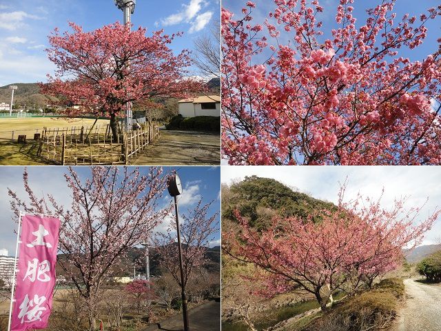 土肥桜：丸山スポーツ公園で満開を迎えていた土肥桜