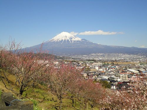 宗清寺の梅園：富士山と梅園