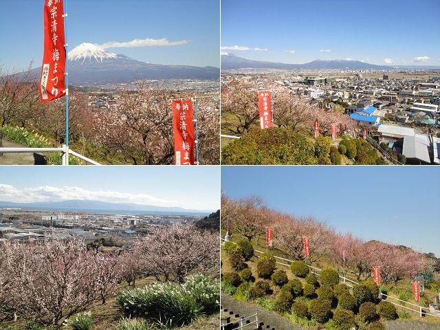 宗清寺の梅園：高い位置から眺めた富士山、梅園