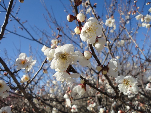 日本平梅園の白梅
