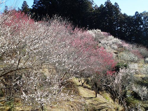 家山梅園