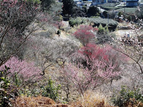 家山梅園のピンクの梅の花（好天時）