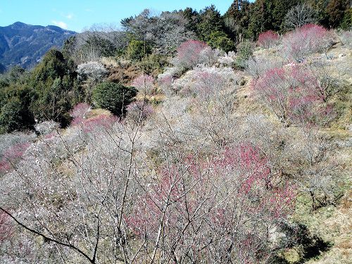 家山梅園（見頃時期）