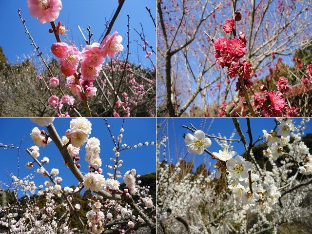 相良梅園でのピンク、赤、白色の梅の花々