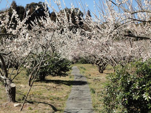 相良梅園での見事に咲き誇っていた白梅の花景色