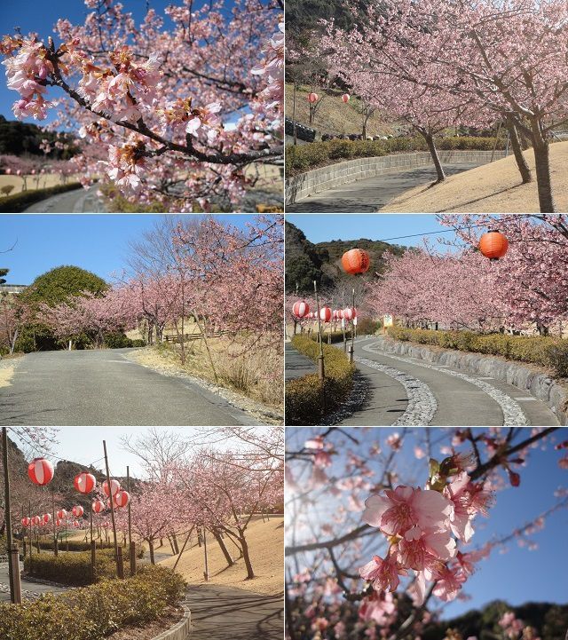 あらさわふる里公園の桜（河津桜）と梅園：あらさわふる里公園の園内で見頃を迎えていた桜景色をチョイスしてお伝えしています。