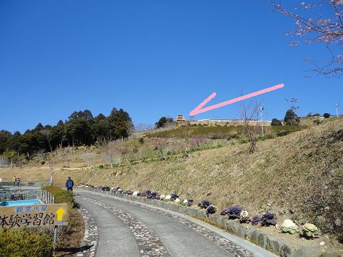 あらさわふる里公園の桜（河津桜）と梅園：あらさわふる里公園の展望台の場所を矢印で示しています。