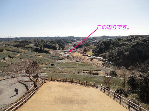 あらさわふる里公園の桜（河津桜）と梅園：あらさわふる里公園にて、遠方に確認できた園内駐車場の様子