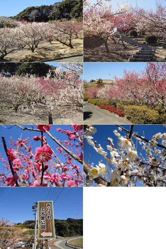 あらさわふる里公園の桜（河津桜）と梅園：あらさわふる里公園の園内の梅園風景（見頃を迎えていた場所）をチョイスしてお伝えしています