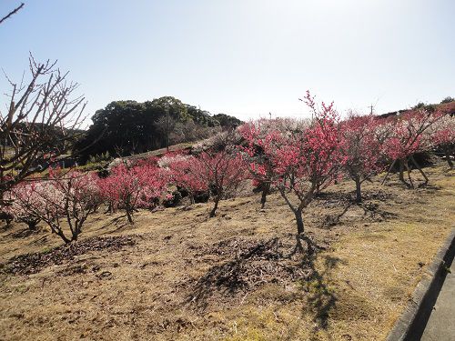 あらさわふる里公園の桜（河津桜）と梅園：あらさわふる里公園の見頃を迎えていた梅園景色
