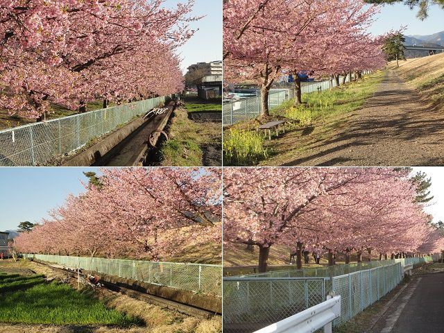 美和桜：見頃を迎えていた美和桜をチョイスしています