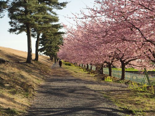 美和桜：満開の美和桜の並木道