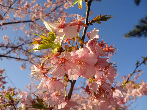 美和桜：近づいて眺めた美和桜（満開時の様子）