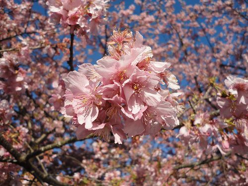 美和桜：見事に見頃を迎えていた美和桜