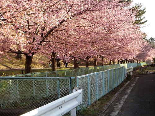 美和桜の並木