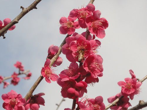 岩本山公園の梅園：赤い梅の花（紅梅）