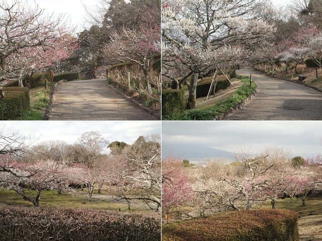 岩本山公園の梅園：色付いていた梅の花を選んでお伝えしています