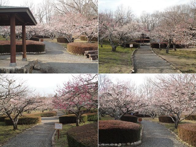 岩本山公園の梅園：園内の梅園をチョイスしてお伝えしています