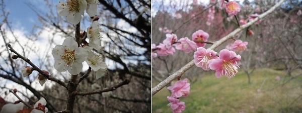 洞慶院の梅園（梅林）：ピンクと白の梅の花