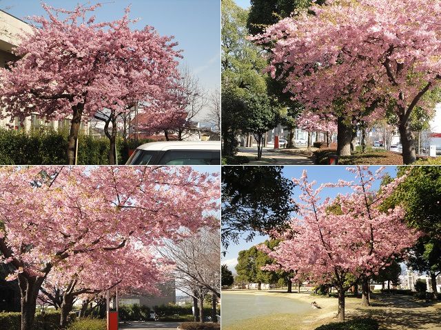 米之宮公園の早咲きの桜景色