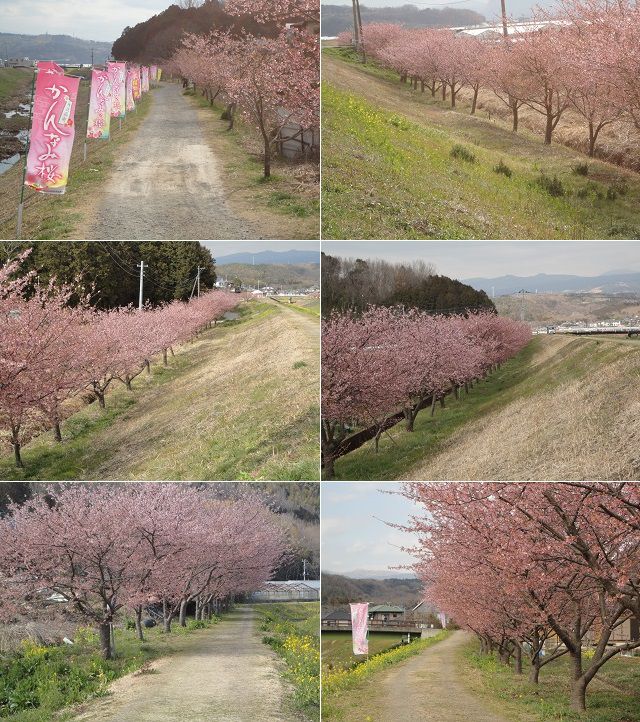 かんなみの桜の並木道の様子