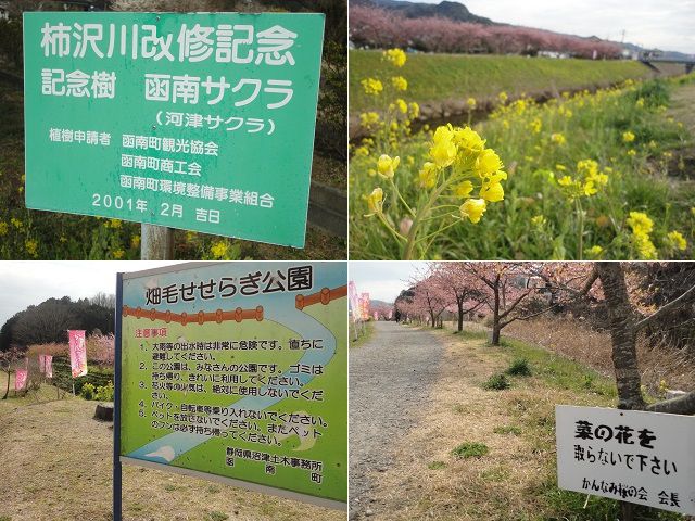 かんなみの桜：函南町桜と畑毛せせらぎ公園の看板