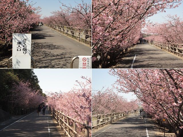 浜岡砂丘白砂公園の桜：見頃を迎えていた河津桜の花々