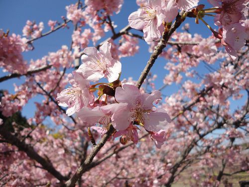 浜岡砂丘白砂公園の桜：近寄って眺めた河津桜