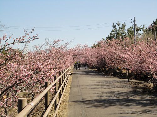浜岡砂丘白砂公園の桜：目線と近い位置にて咲く河津桜