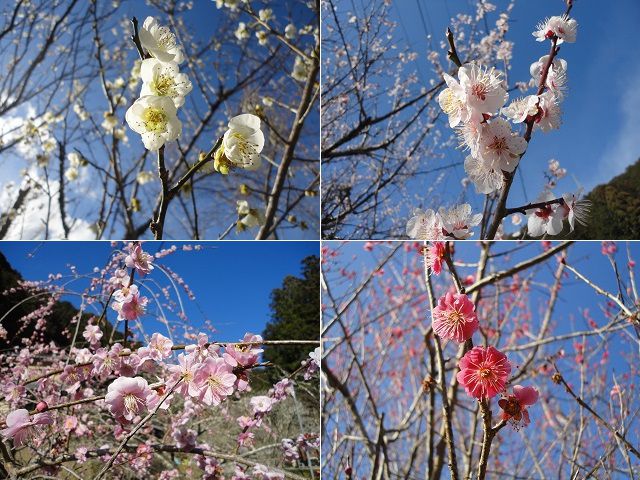 洞慶院の梅園（梅林）：白梅、ピンクの梅の花、紅梅（赤い梅の花）