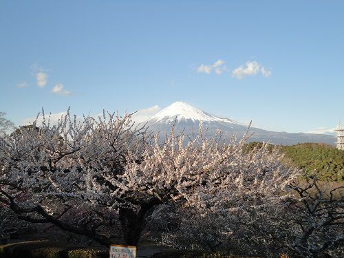 岩本山公園の梅園：富士山と梅園