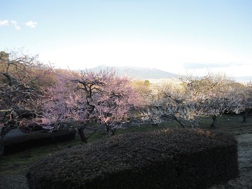 岩本山公園の梅園：園内から眺めた紅梅、白梅と富士山