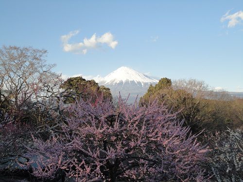 岩本山公園の梅園：富士山と梅園（紅梅）