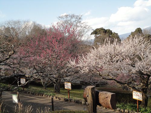 岩本山公園の梅園：見頃を迎えていた箇所をチョイスしています