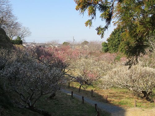 横須賀城跡公園、梅園【掛川市】：梅園全体の様子