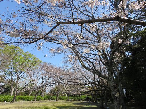 能満寺山公園【吉田町】：1分咲きの桜