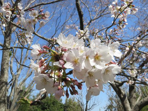 能満寺山公園【吉田町】：１～３分咲きの桜