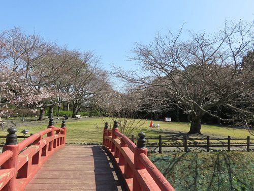 能満寺山公園【吉田町】：広場と桜並木