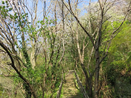 本城山公園、桜【清水町】：階段