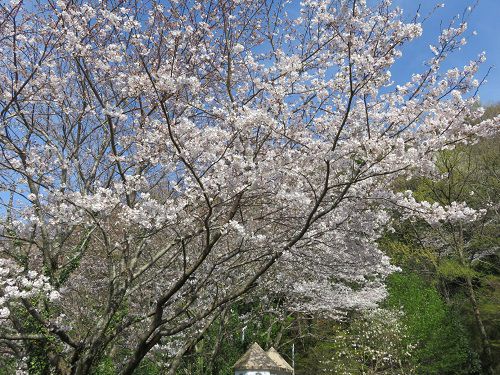 本城山公園、桜【清水町】：見頃の桜