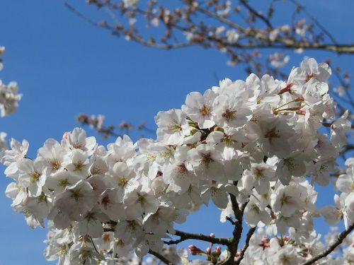 本城山公園、桜【清水町】：桜の拡大２