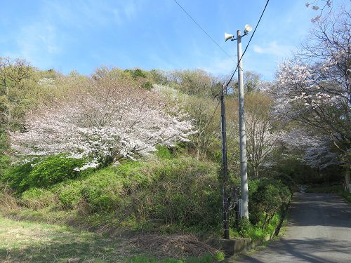 本城山公園、桜【清水町】