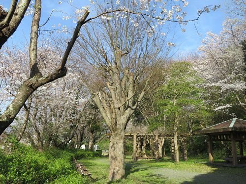 本城山公園、桜【清水町】：東屋と桜