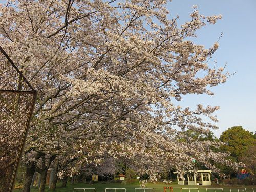 菊川公園、桜【菊川市】：桜の張り出し