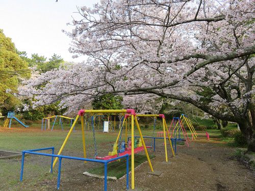 菊川公園、桜【菊川市】：満開桜と遊具